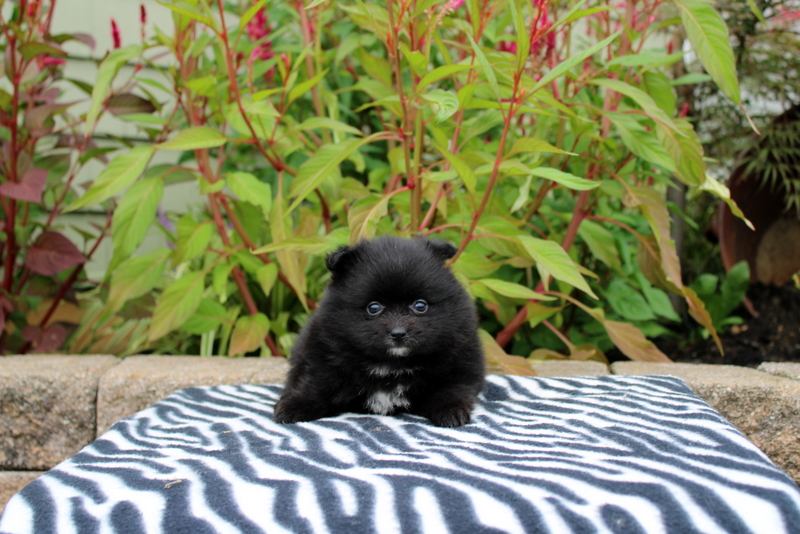 puppy, for, sale, Pomeranian, Matthew B. Stoltzfus, dog, breeder, Gap, PA, dog-breeder, puppy-for-sale, forsale, nearby, find, puppyfind, locator, puppylocator, aca